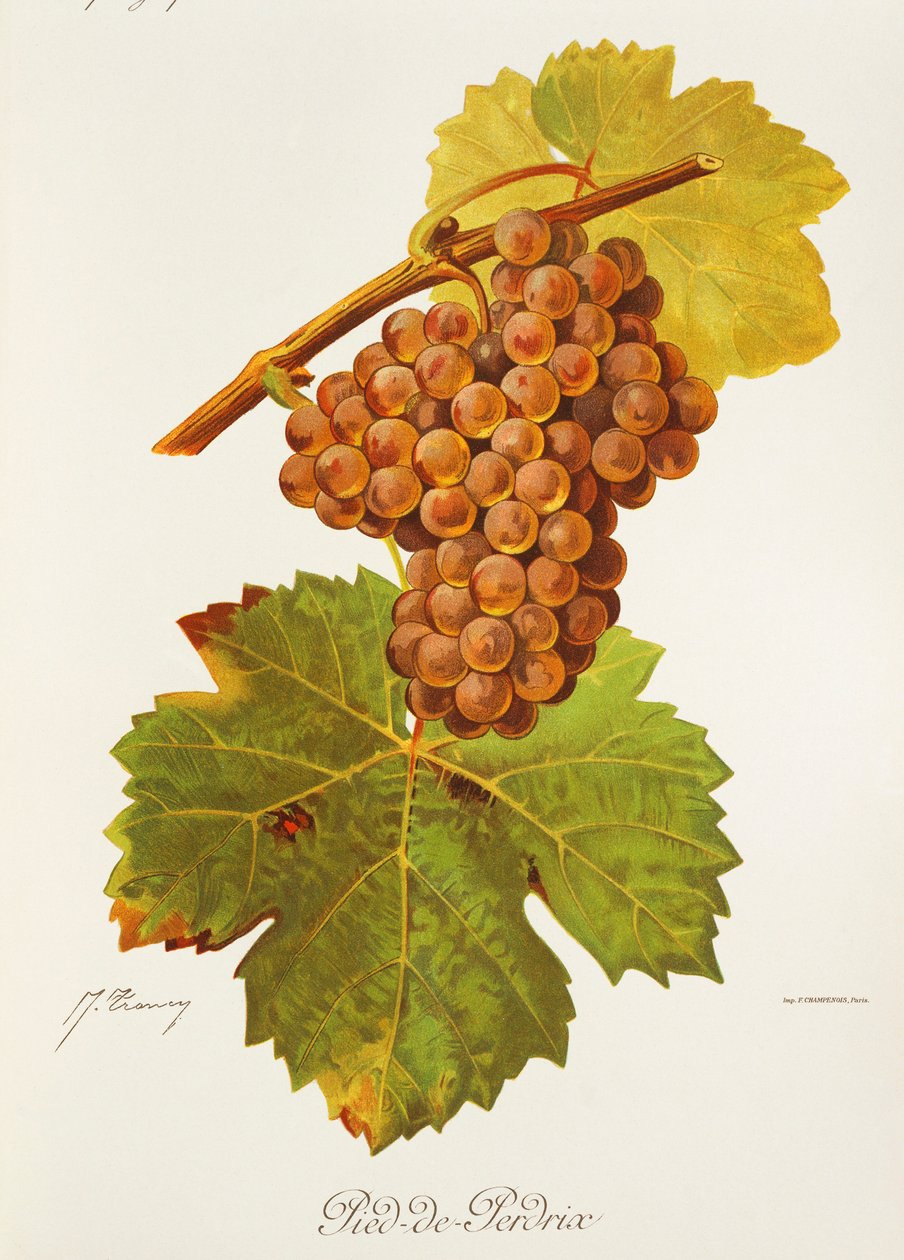Pied-de-Perdrix druva av J. Troncy av Jules Troncy