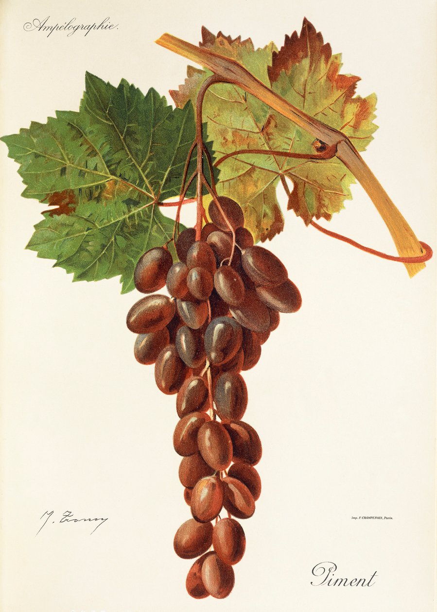 Piment druva av J. Troncy av Jules Troncy