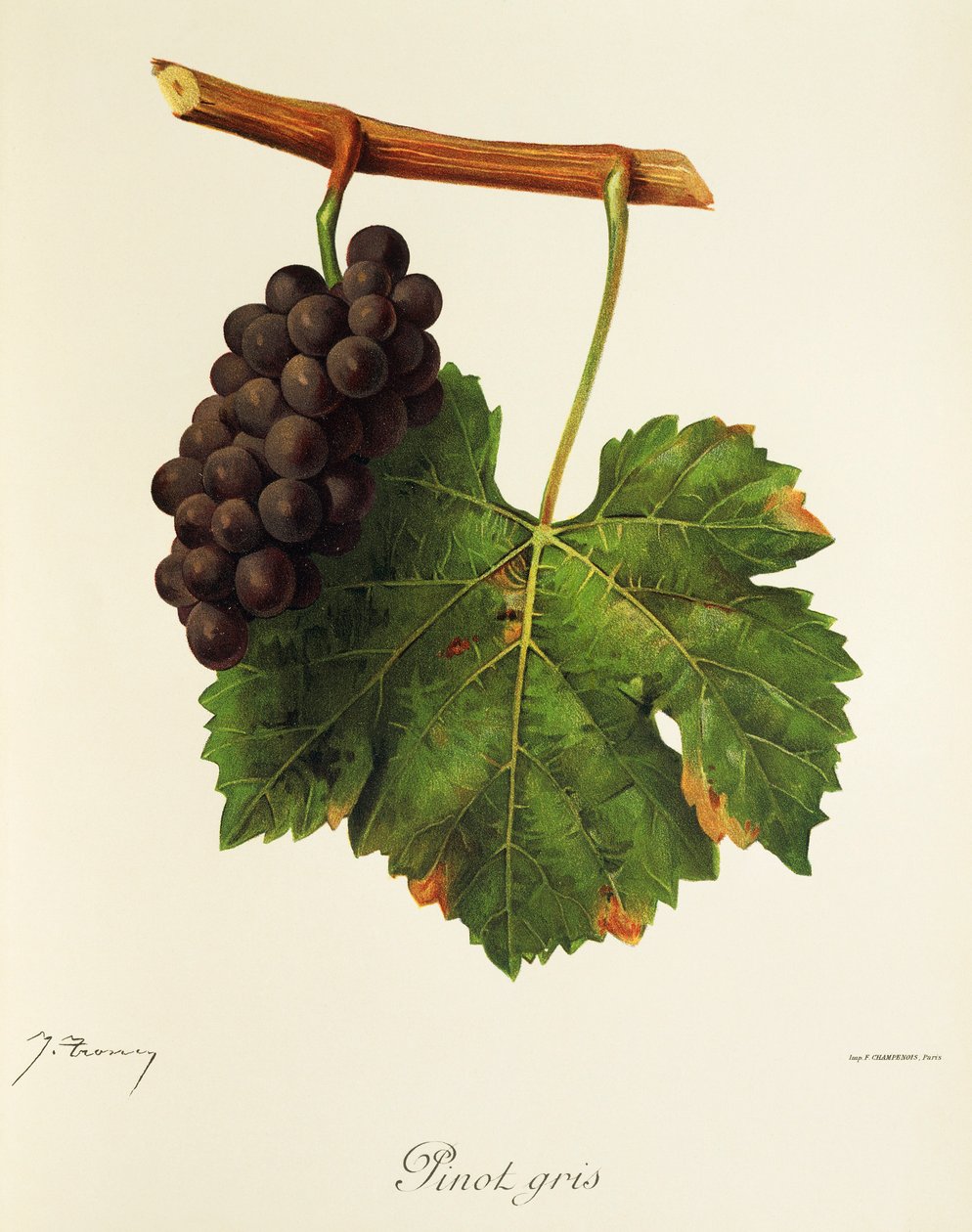 Pinot Gris druva av J. Troncy av Jules Troncy