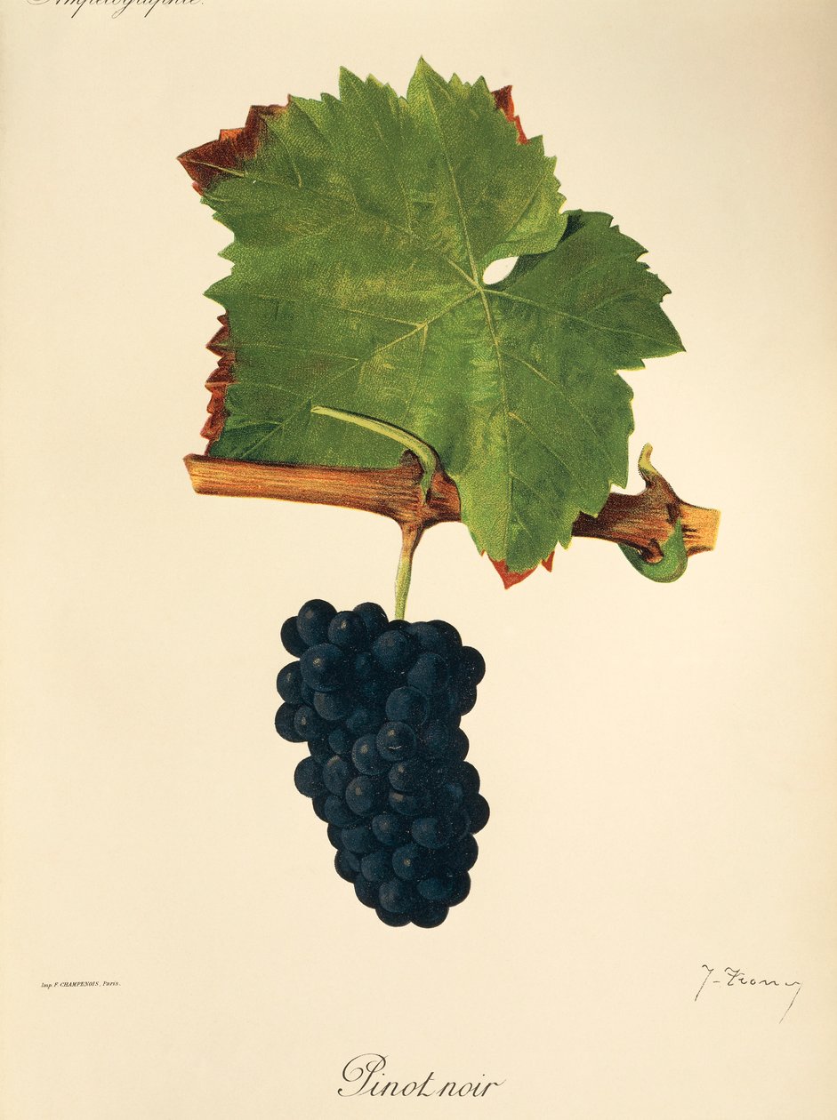 Pinot Noir druva av J. Troncy av Jules Troncy
