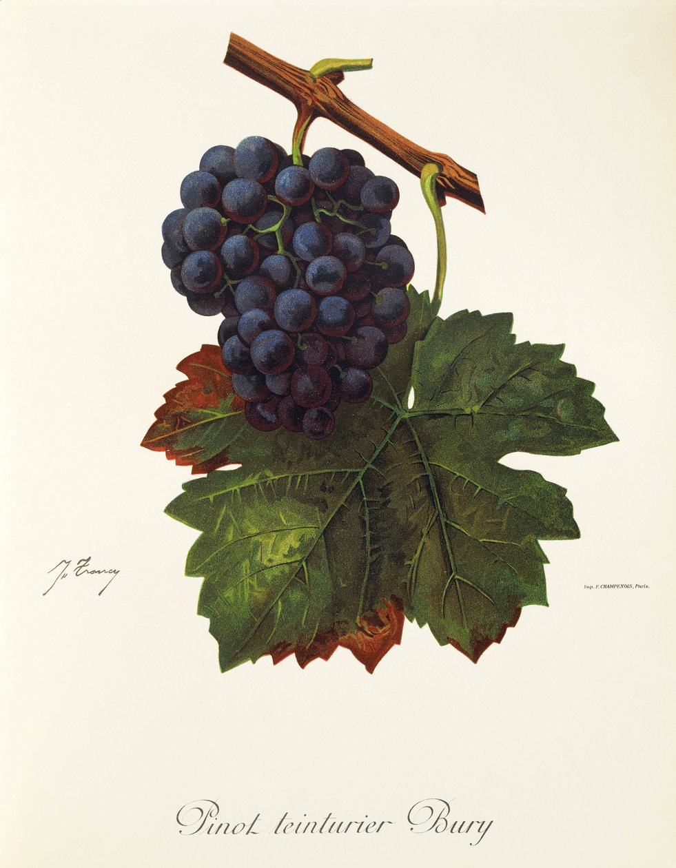 Pinot Teinturier Bury druva av J. Troncy av Jules Troncy