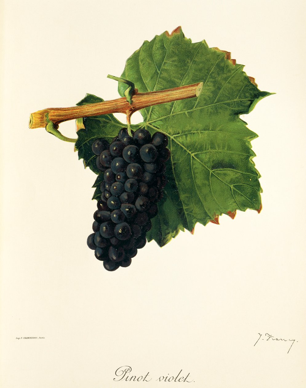 Pinot Violet druva av J. Troncy av Jules Troncy
