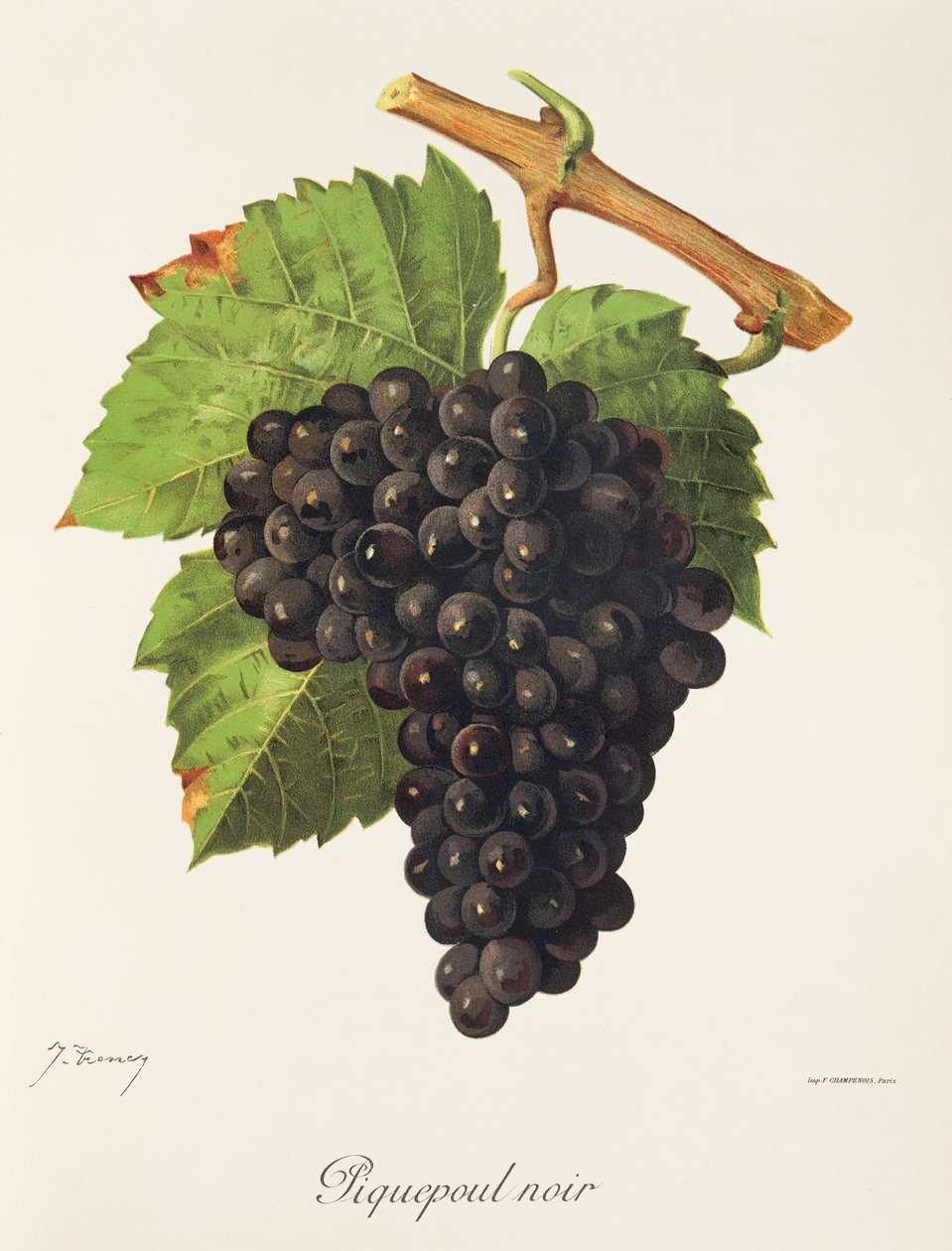 Piquepoul Noir druva av J. Troncy av Jules Troncy