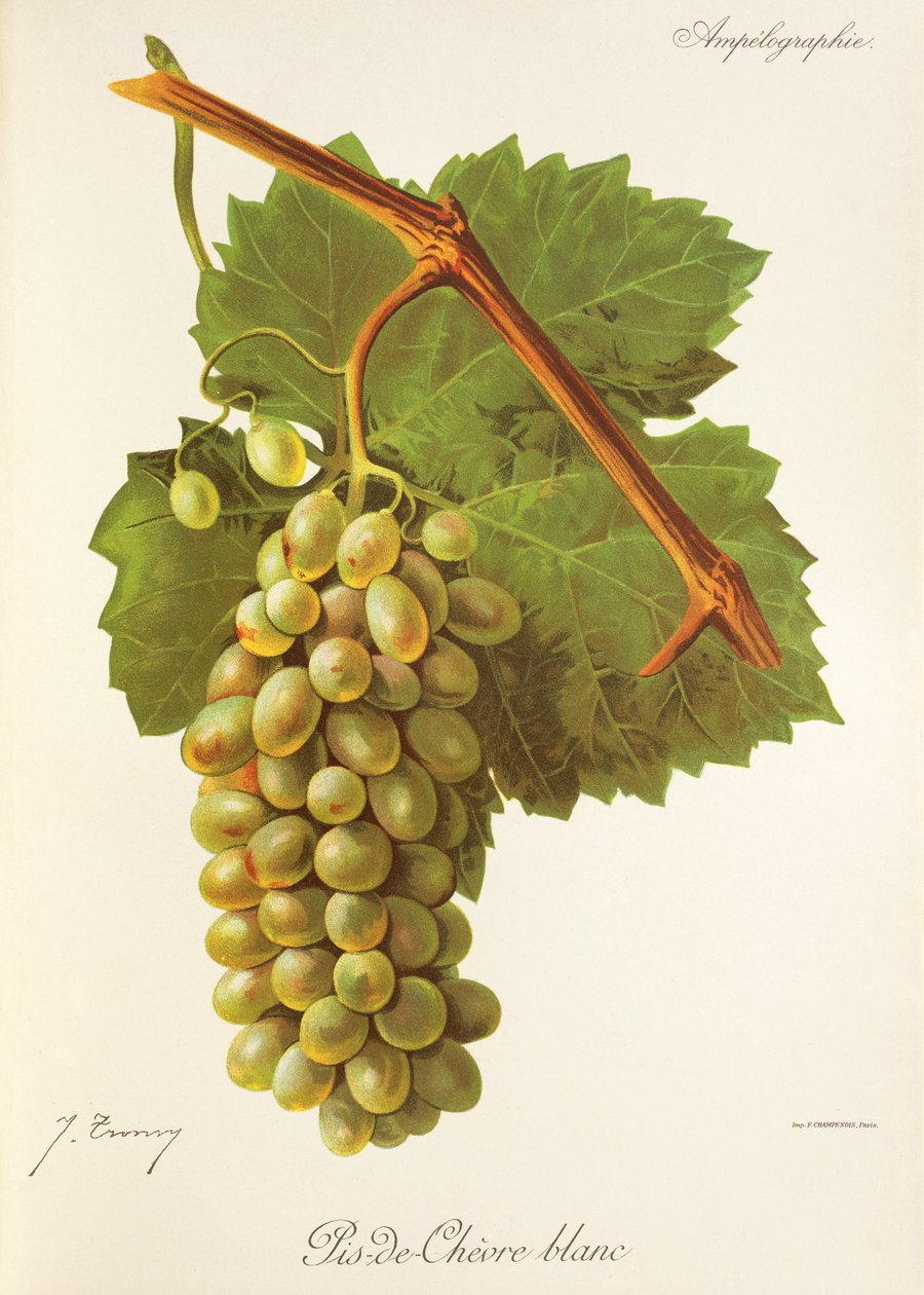 Pis-de-Chevre Blanc druva av J. Troncy av Jules Troncy