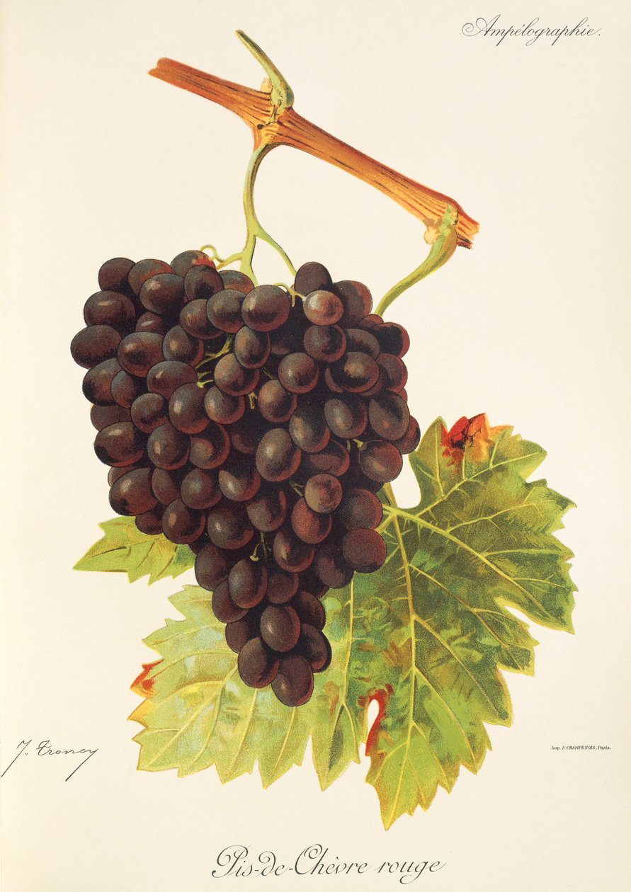 Pis-de-Chevre Rouge druva av J. Troncy av Jules Troncy