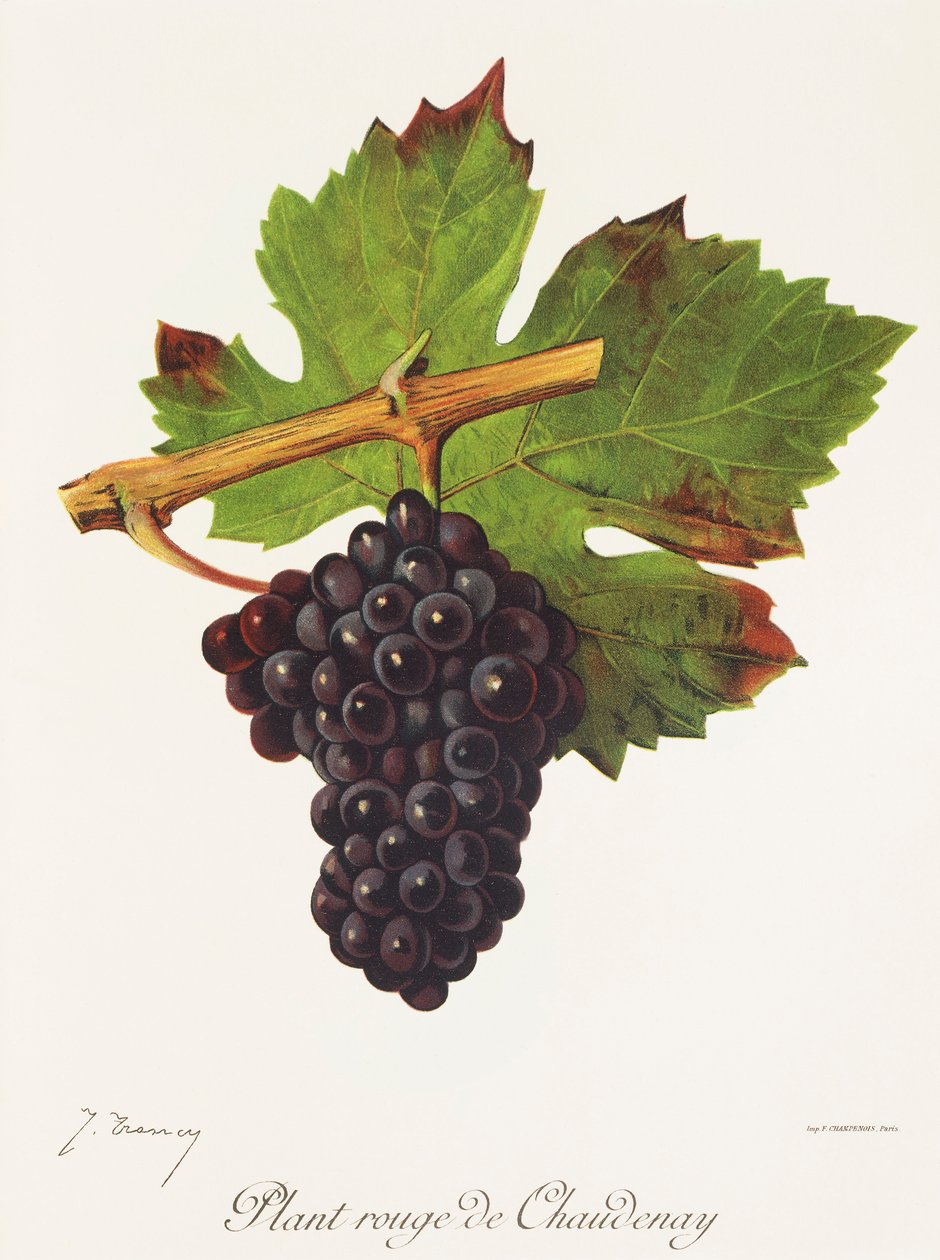 Plantera Rouge de Chaudenay-druvan av J. Troncy av Jules Troncy