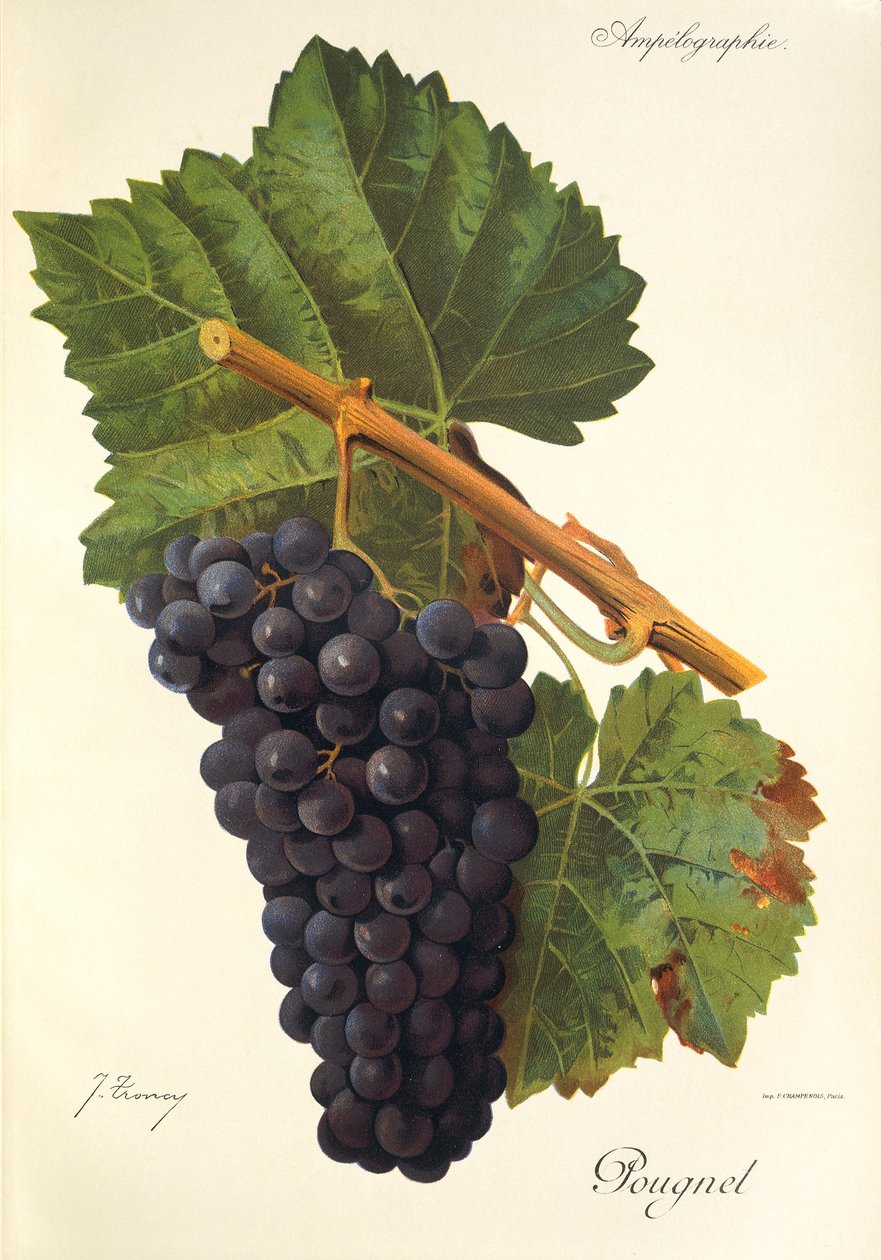 Pougnel druva av J. Troncy av Jules Troncy
