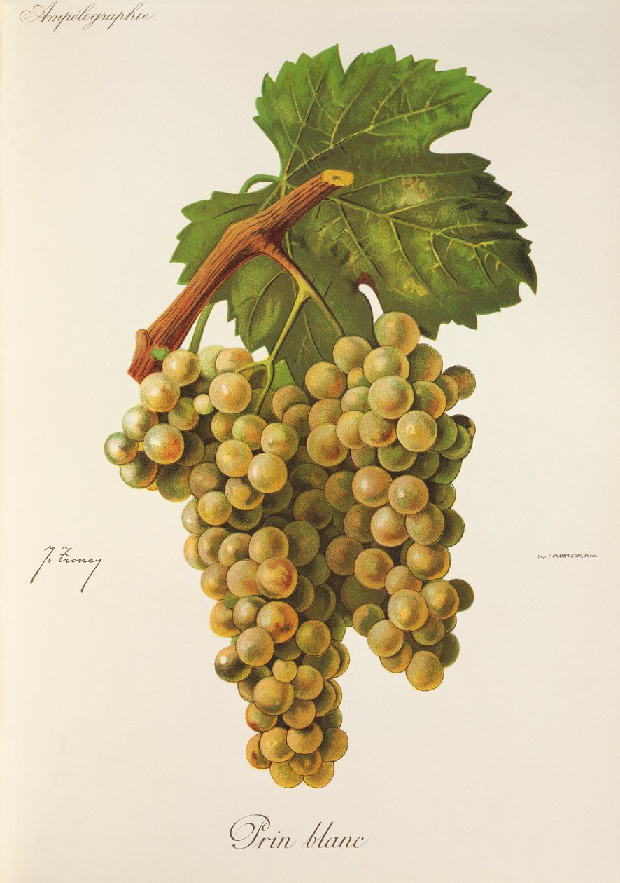 Prin Blanc druva av J. Troncy av Jules Troncy