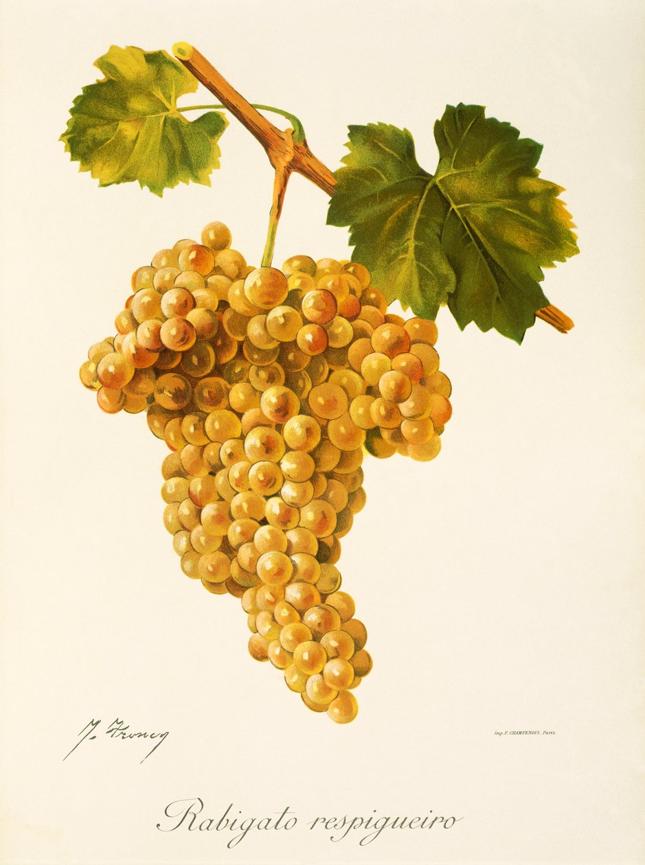 Rabigato Respigueiro druva av J. Troncy av Jules Troncy