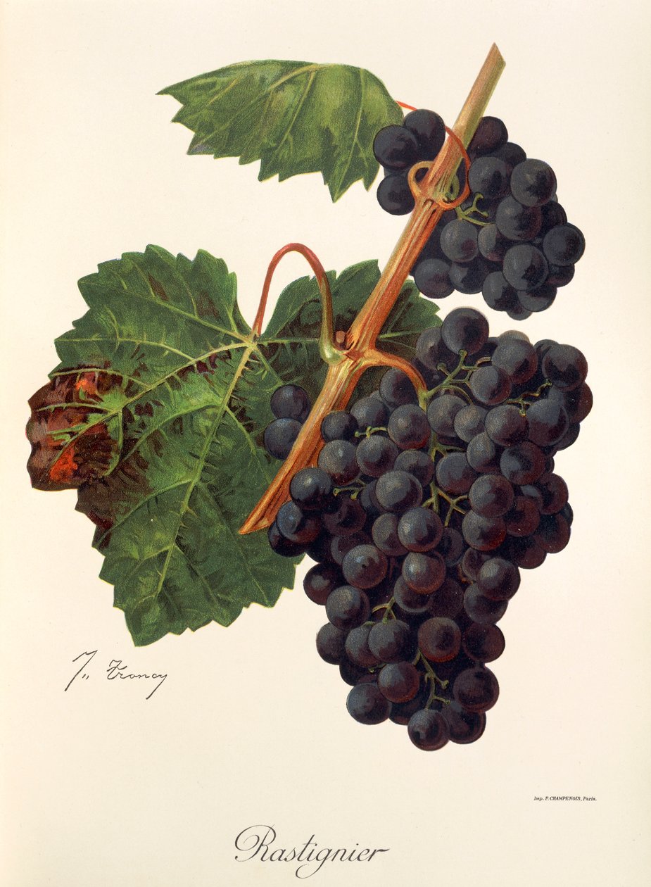Rastignier druva av J. Troncy av Jules Troncy