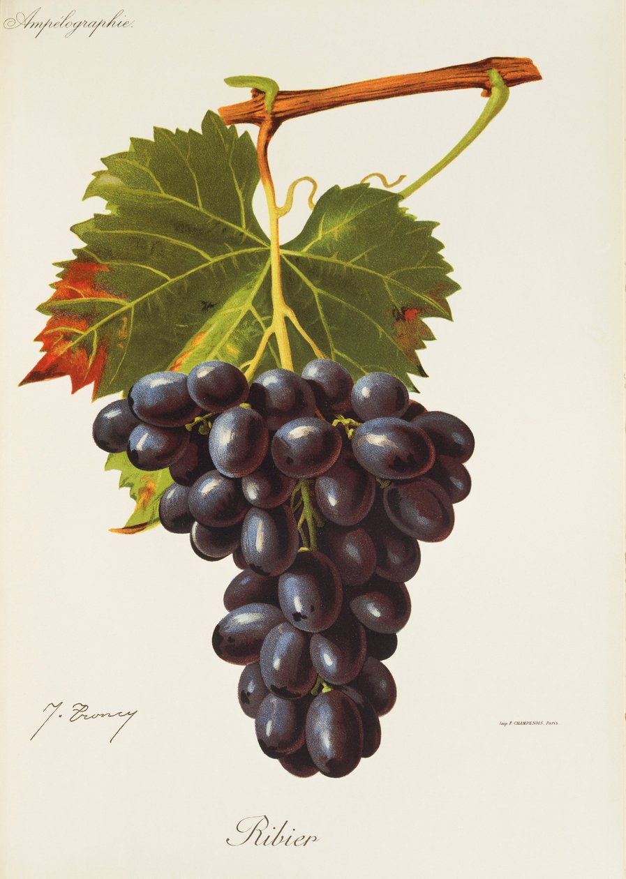 Ribier druva av J. Troncy av Jules Troncy