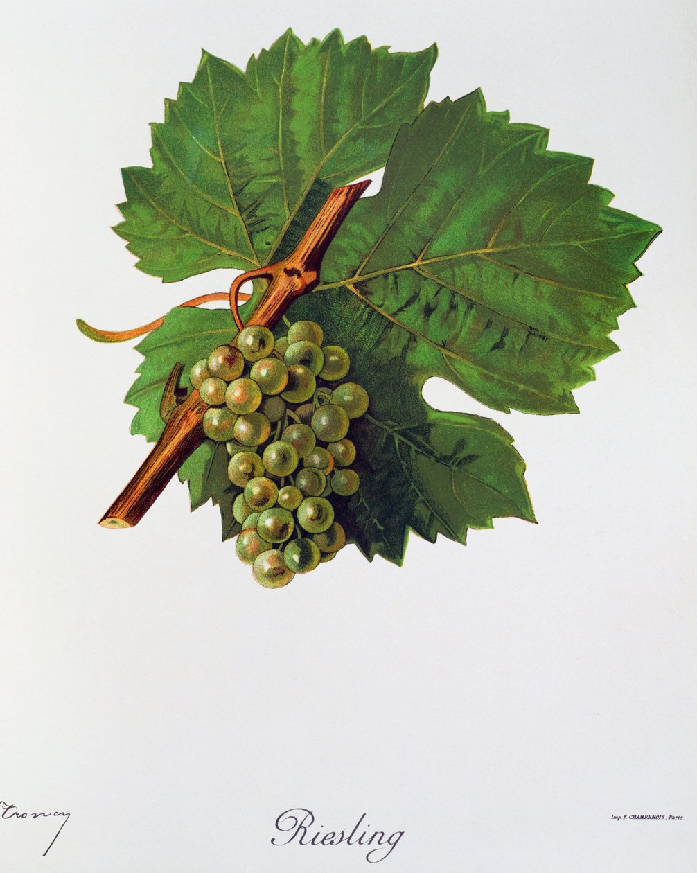 Rieslingdruvor av Jules Troncy från Ampelographie, Traite general de viticulture (Ampelography, General treaty of viticulture), vol II, av Pierre Viala (1859-1936) och Victor Vermorel (1848-1927), Paris av Jules Troncy