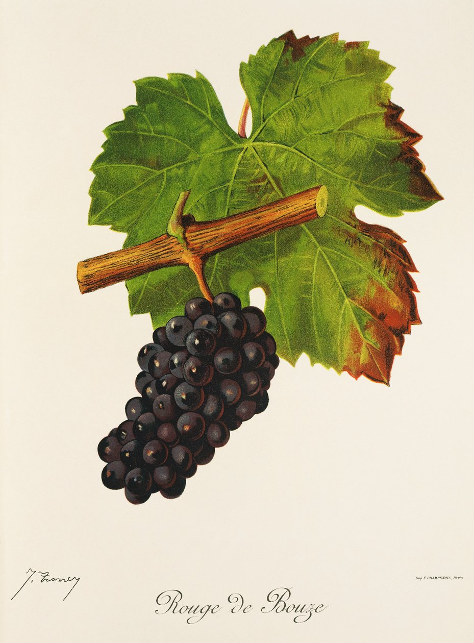 Rouge de Bouze druva av J. Troncy av Jules Troncy