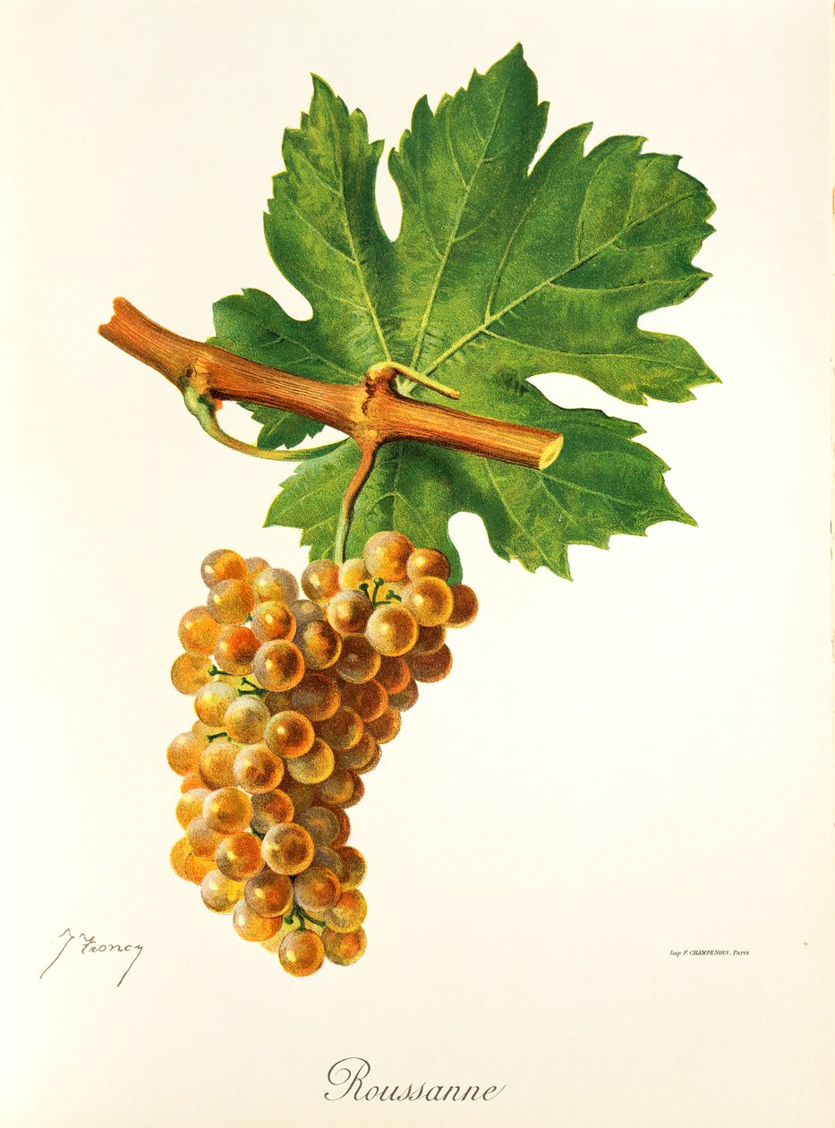 Rousanne druva av J. Troncy av Jules Troncy