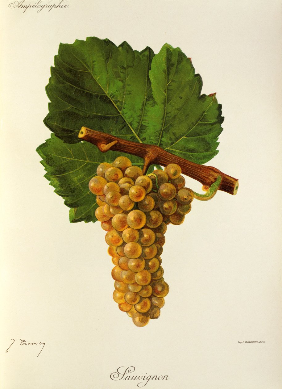 Sauvignondruva av J. Troncy av Jules Troncy