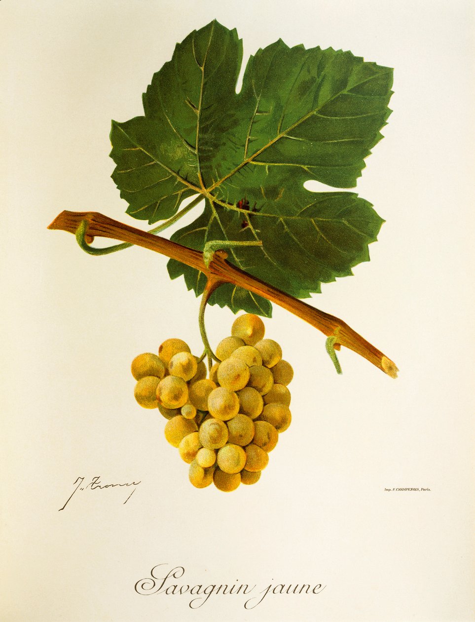 Savagnin Jaune druva av J. Troncy av Jules Troncy
