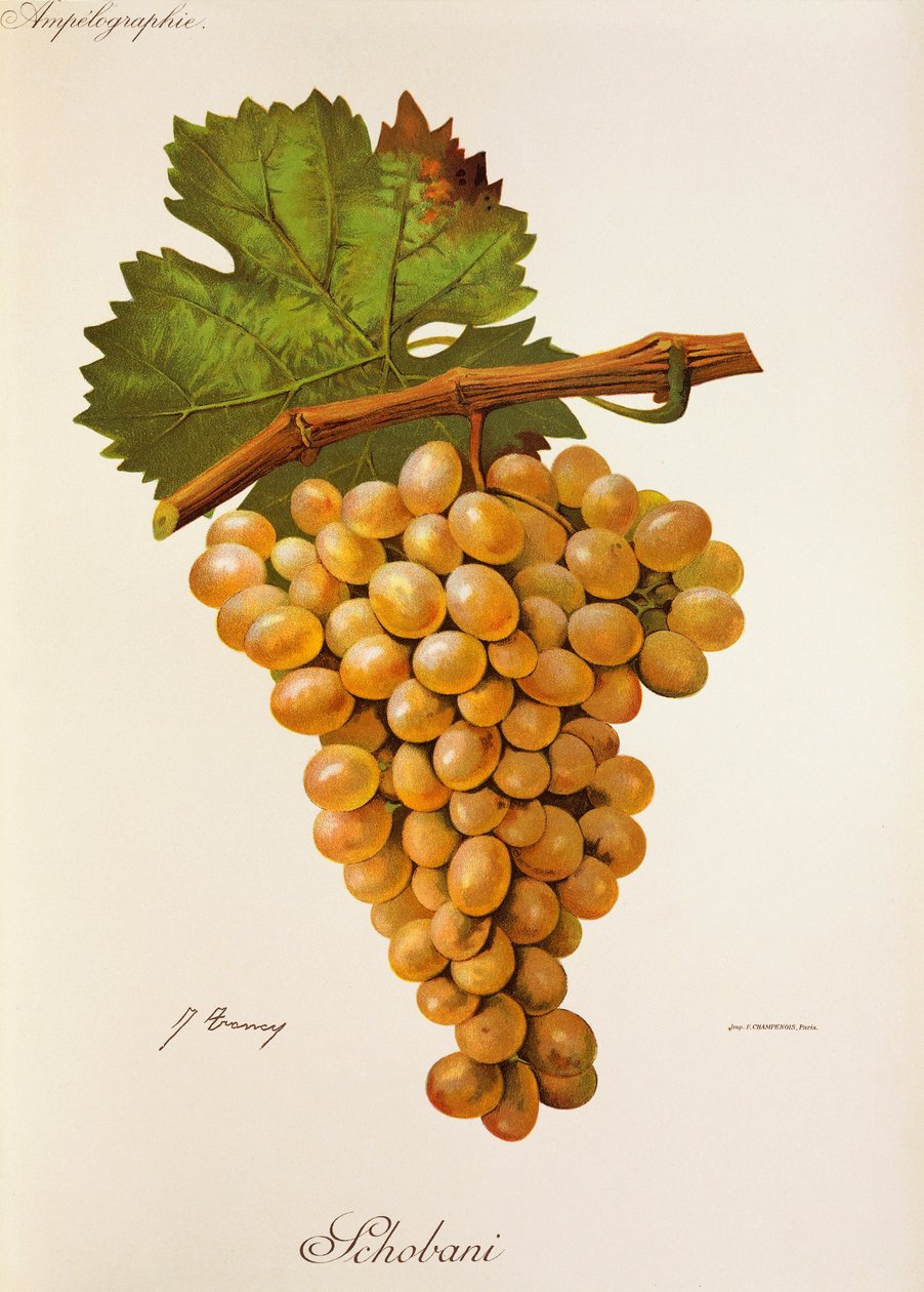 Schobani druva av J. Troncy av Jules Troncy