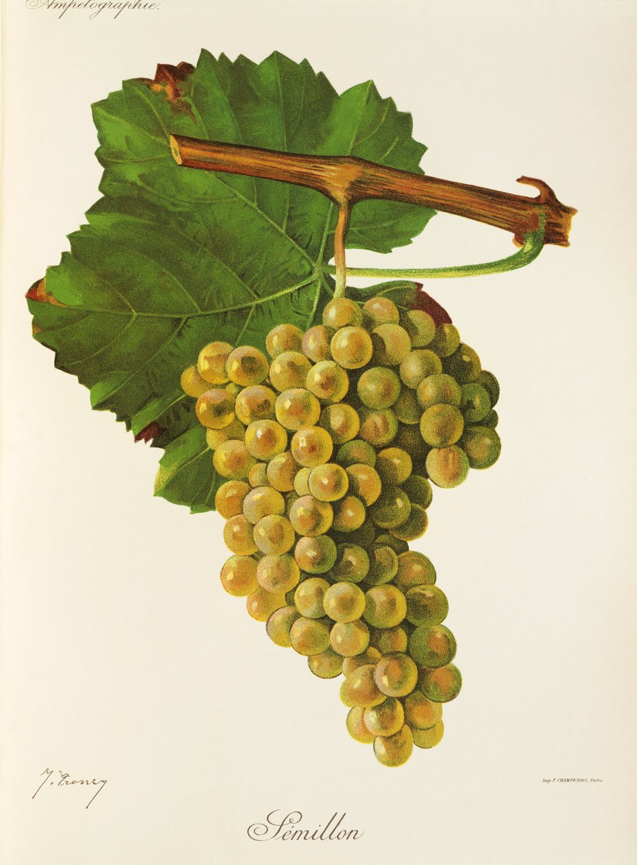 Semillon druva av J. Troncy av Jules Troncy
