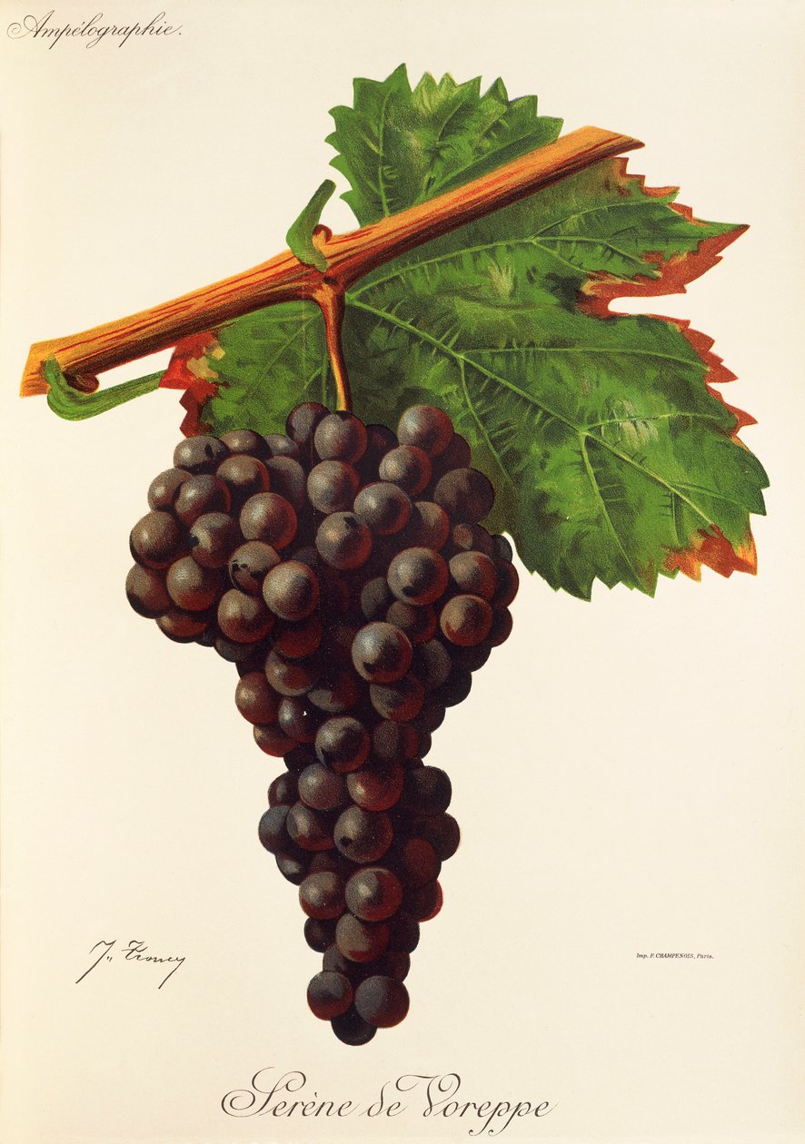 Serene de Voreppe druva av J. Troncy av Jules Troncy