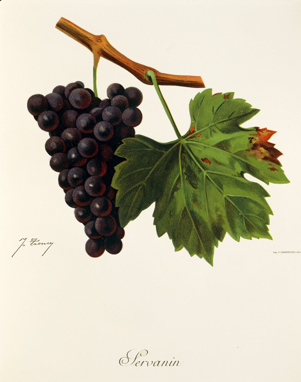 Servanin druva av J. Troncy av Jules Troncy