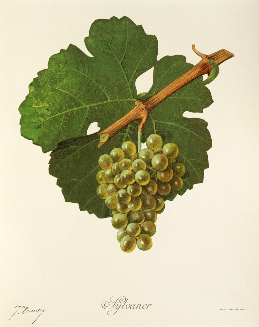 Sylvaner druva av J. Troncy av Jules Troncy