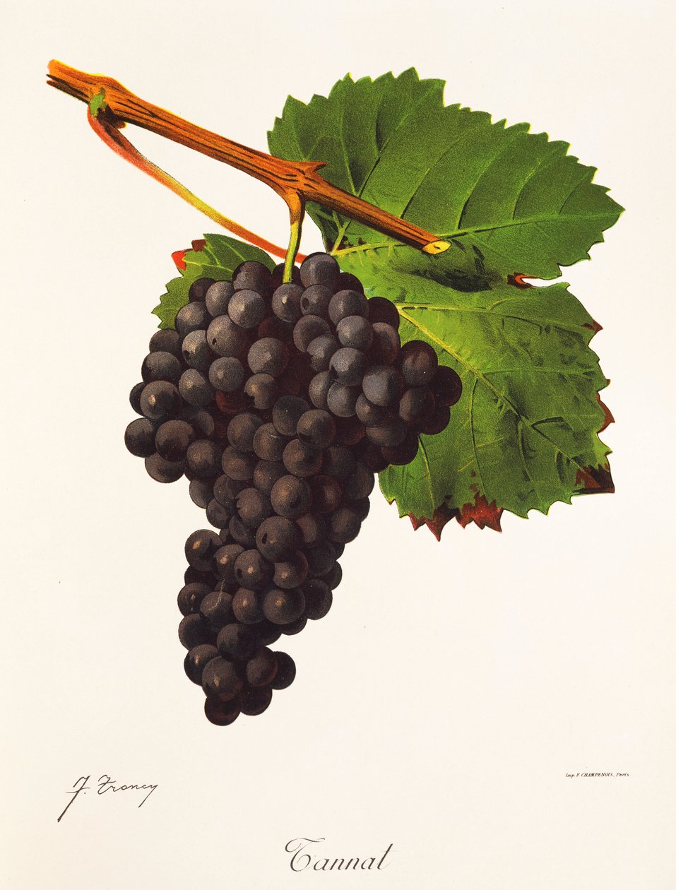 Tannat druva av J. Troncy av Jules Troncy
