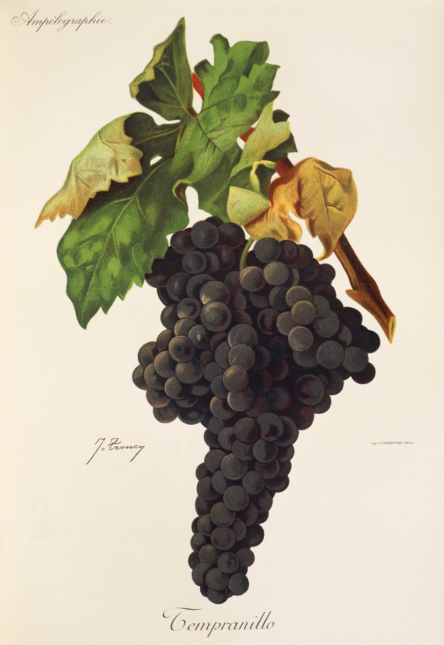 Tempranillo druva av J. Troncy av Jules Troncy