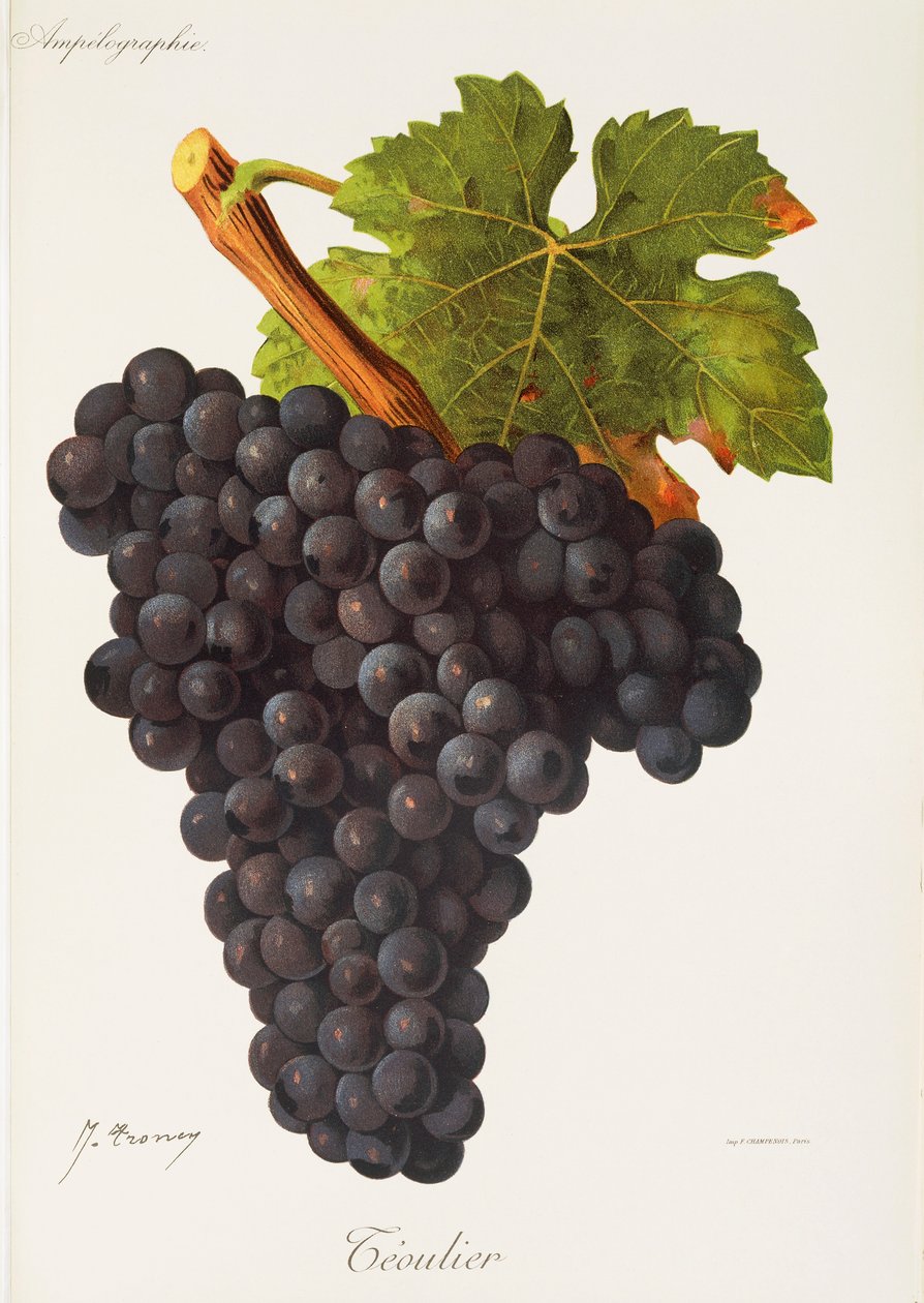 Teoulier druva av J. Trncy av Jules Troncy