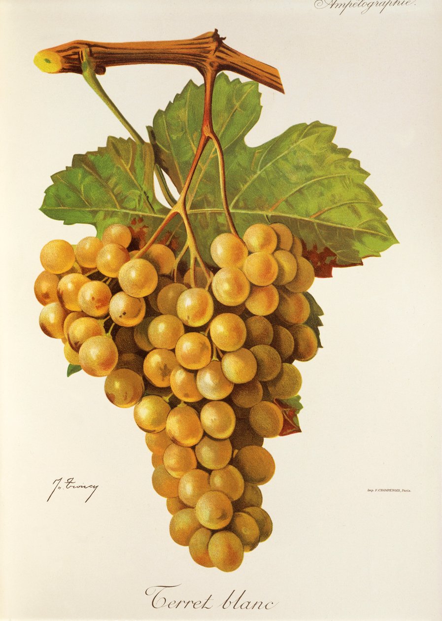 Terret Blanc druva av J. Troncy av Jules Troncy