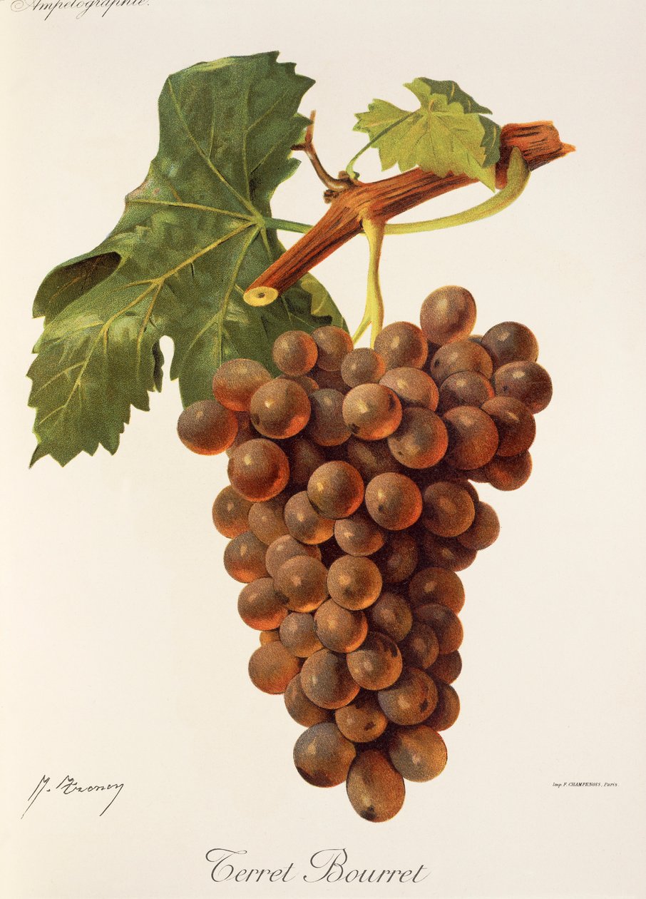 Terret Bourret druva av J. Troncy av Jules Troncy