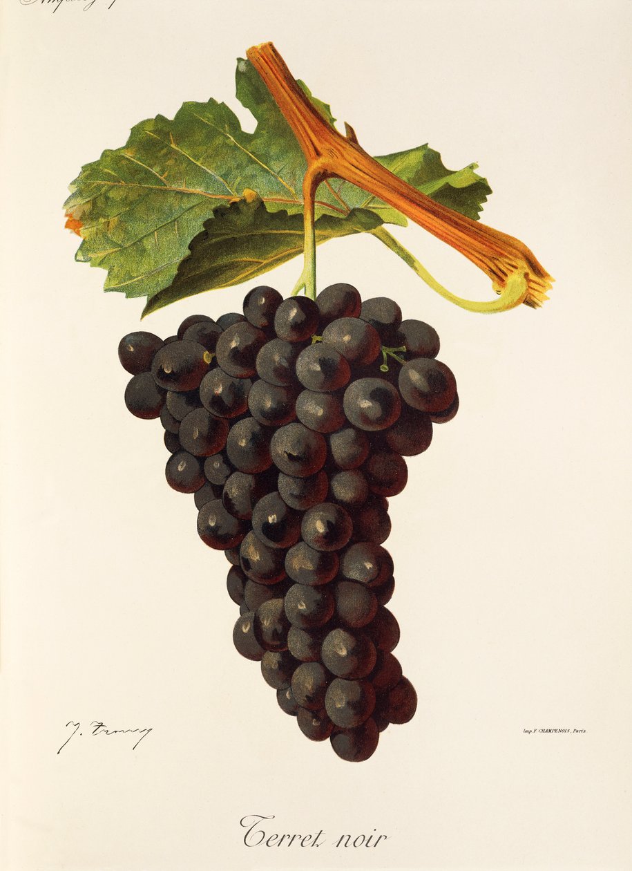 Terret Noir druva av J. Troncy av Jules Troncy