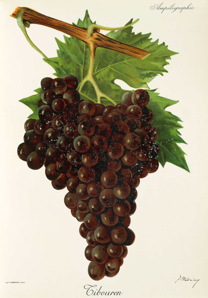 Tibouren druva av J. Troncy av Jules Troncy