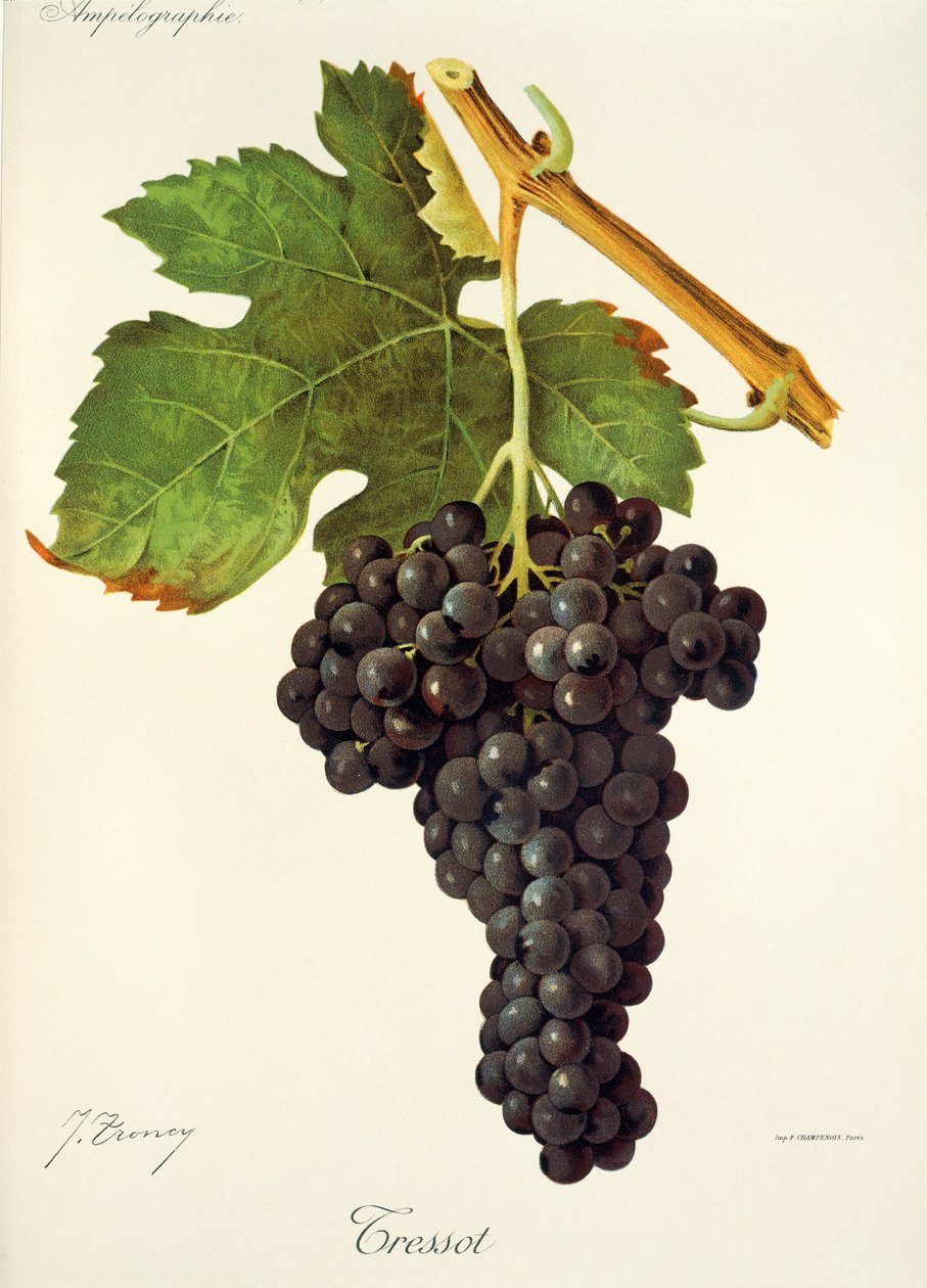 Tressot druva av J. Troncy av Jules Troncy