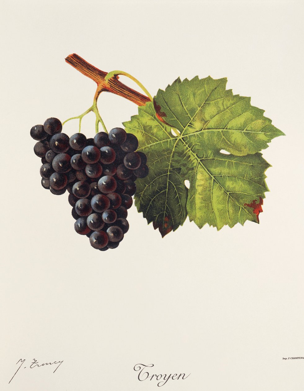 Troyen druva av J. Troncy av Jules Troncy