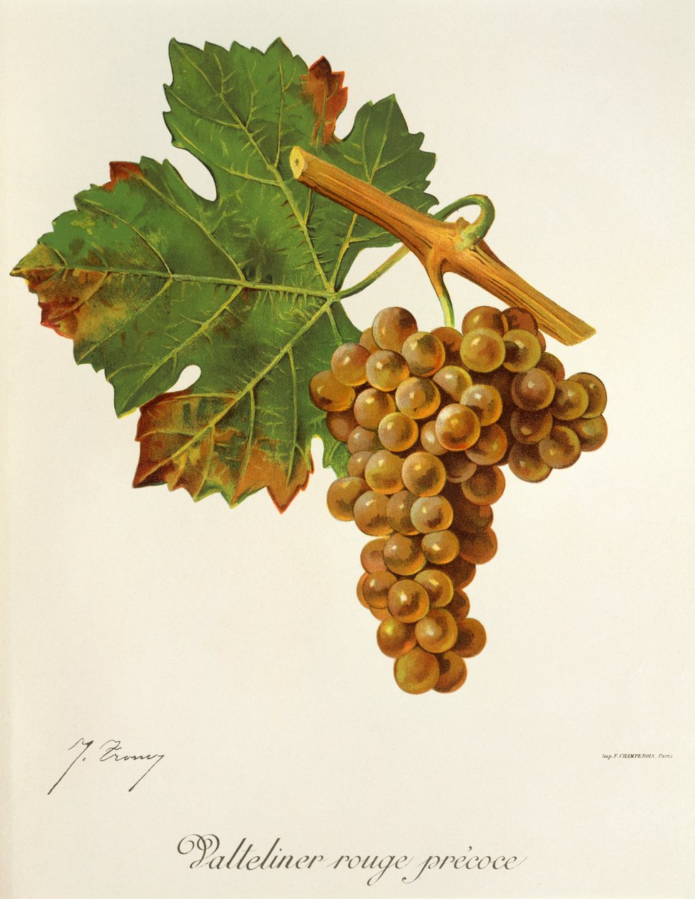 Valteliner Rouge Precoce druva av J. Troncy av Jules Troncy