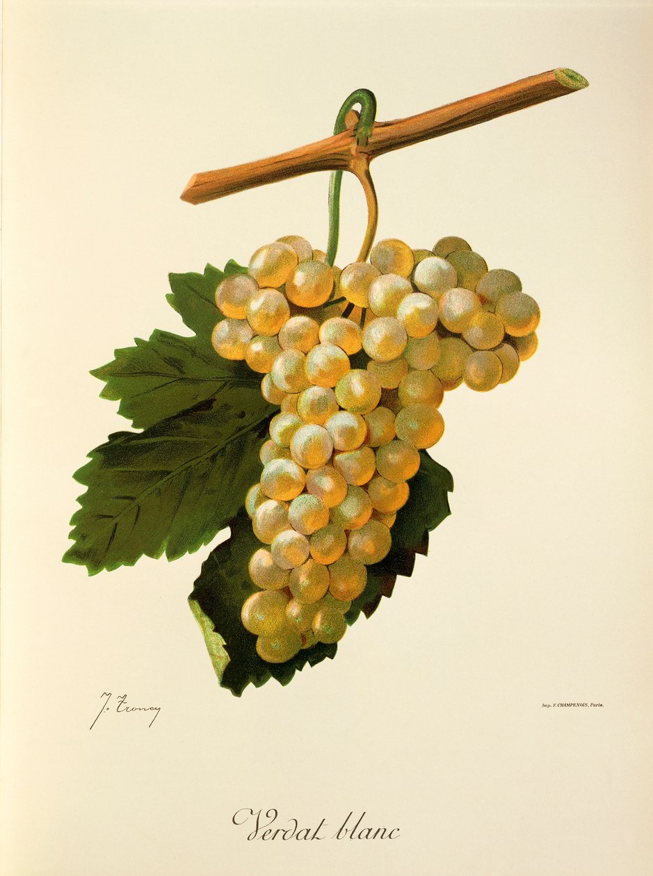 Verdat Blanc druva av J. Troncy av Jules Troncy
