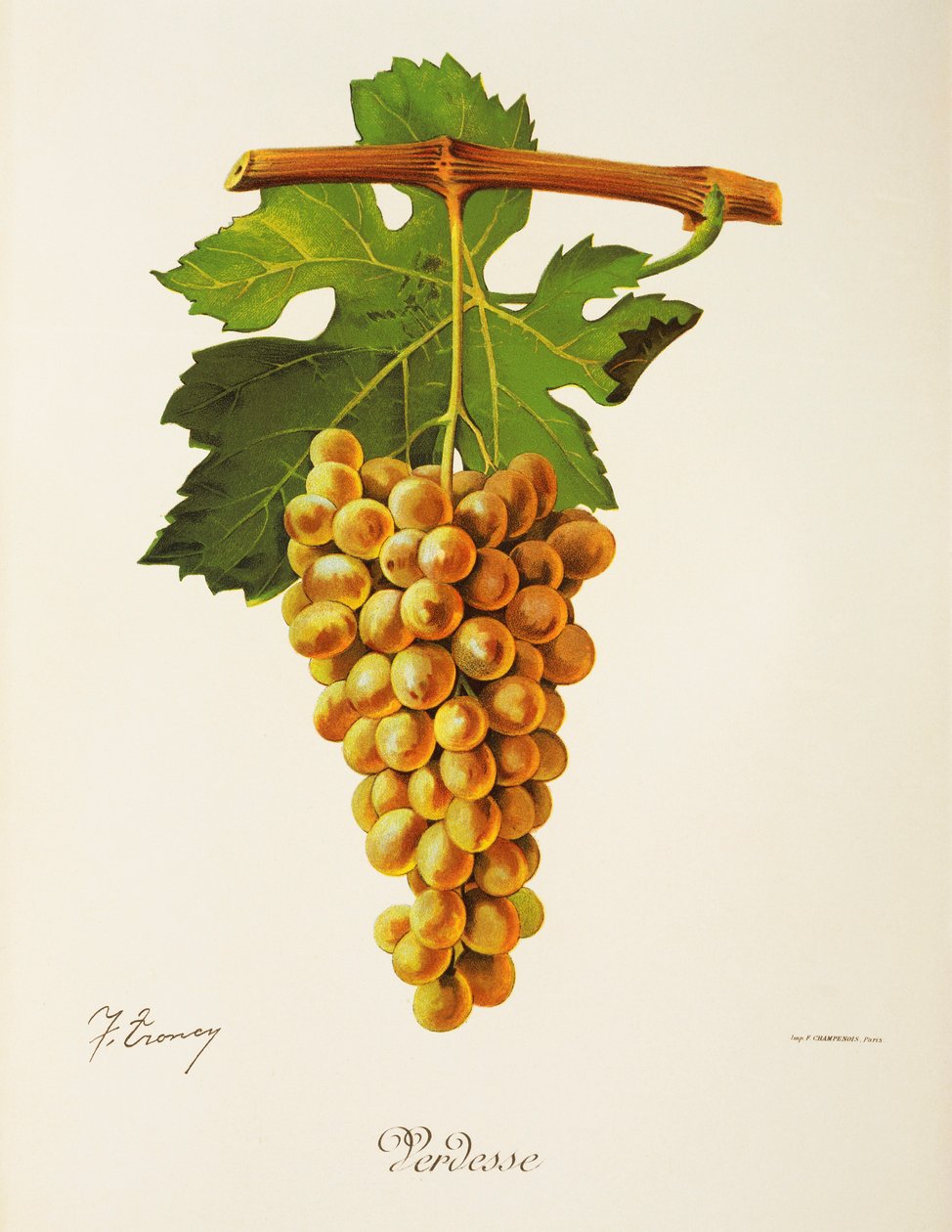 Verdesse druva av J. Troncy av Jules Troncy