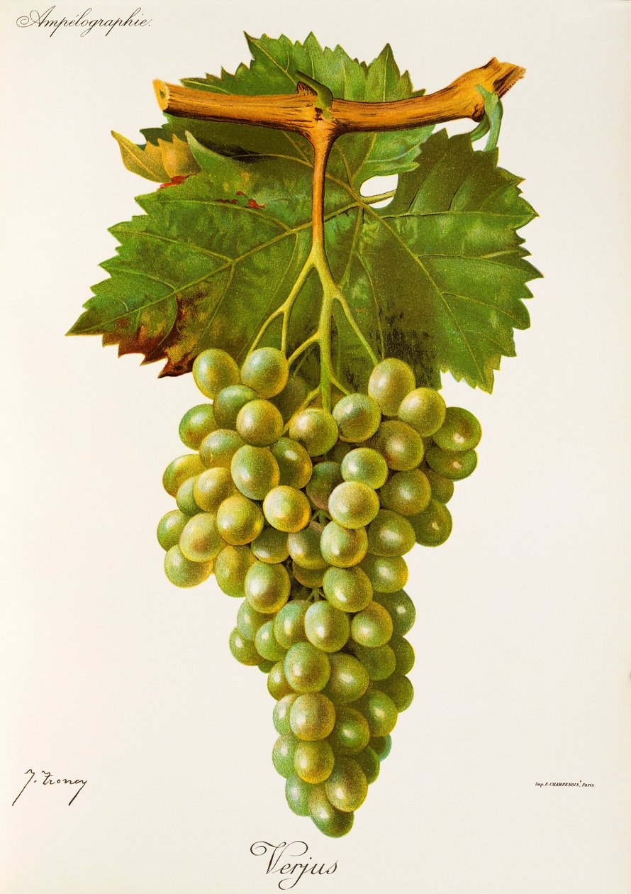 Verjus druva av J. Troncy av Jules Troncy