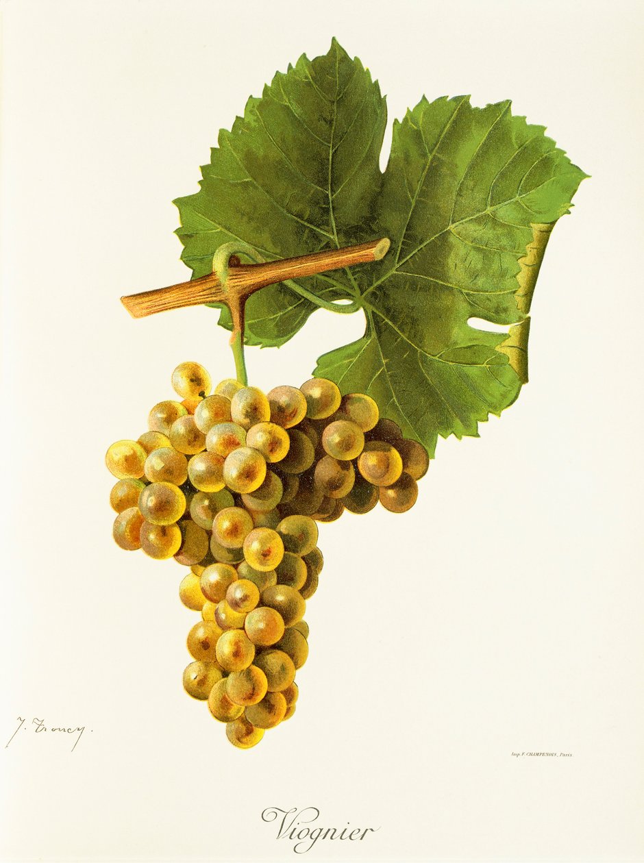 Viognier druva av J. Troncy av Jules Troncy