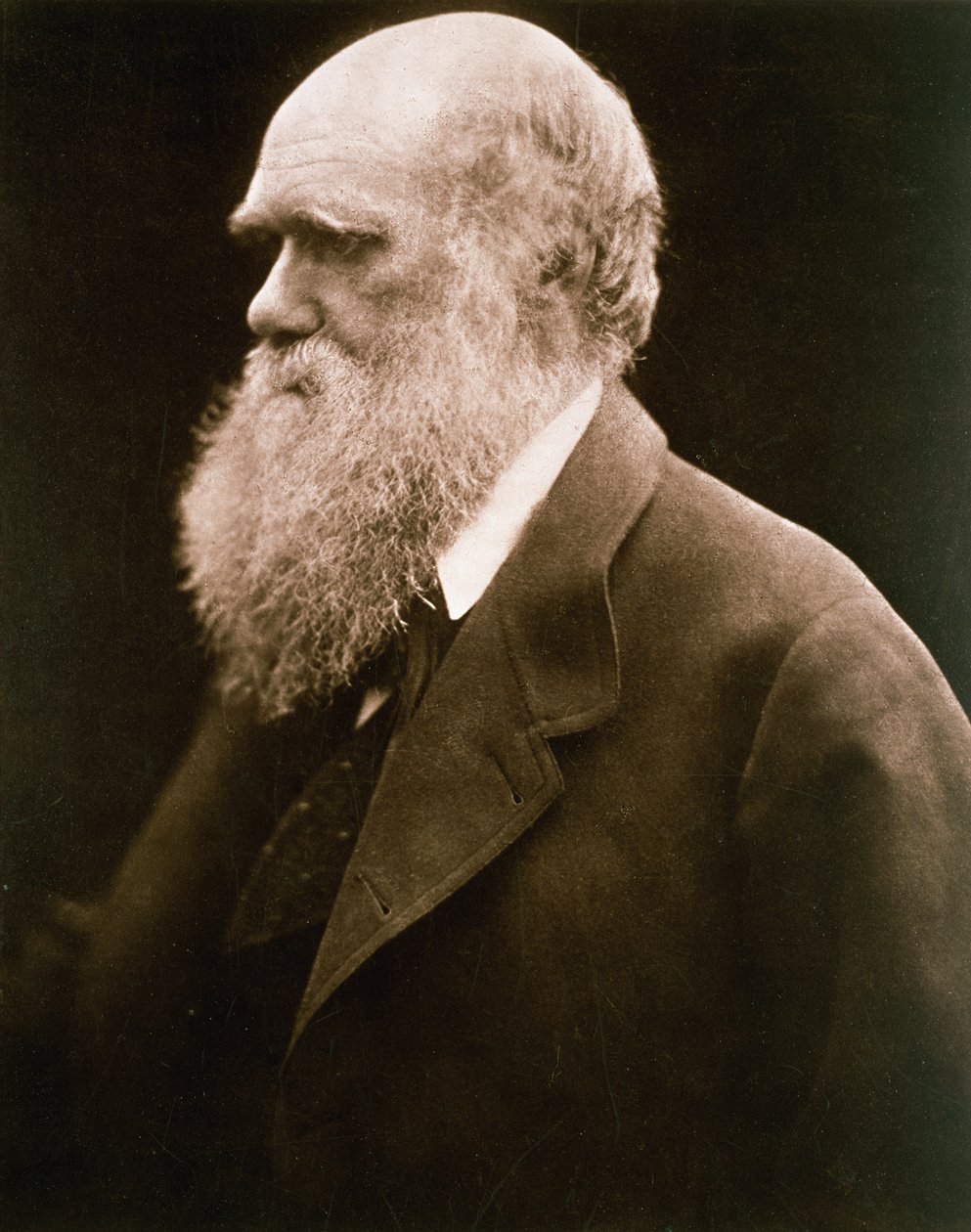 Charles Darwin, ca 1870 av Julia Margaret Cameron