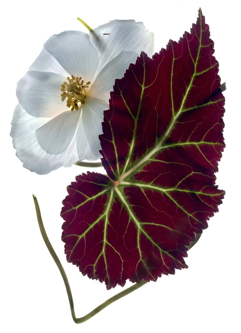 Begonia White (digitalt fotogram, digitalt originaltryck) av Julia McLemore