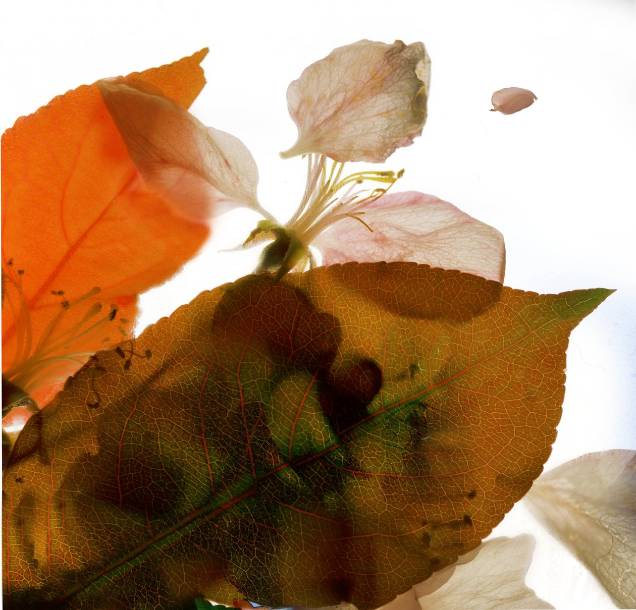 Crabapple Rose I, 2014, (digitalt fotogram, digitalt originaltryck) av Julia McLemore