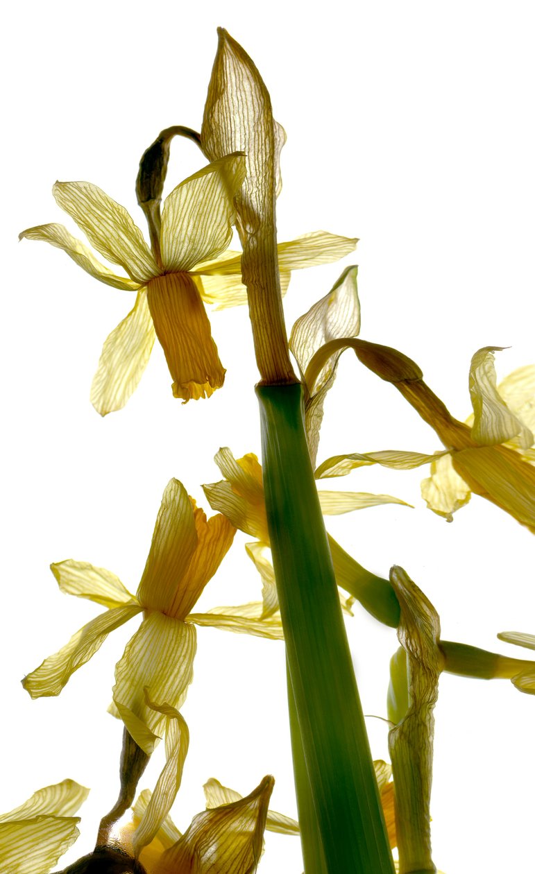 Påsklöverställning (digitalt fotogram, digitalt originaluttryck, fotografi) av Julia McLemore