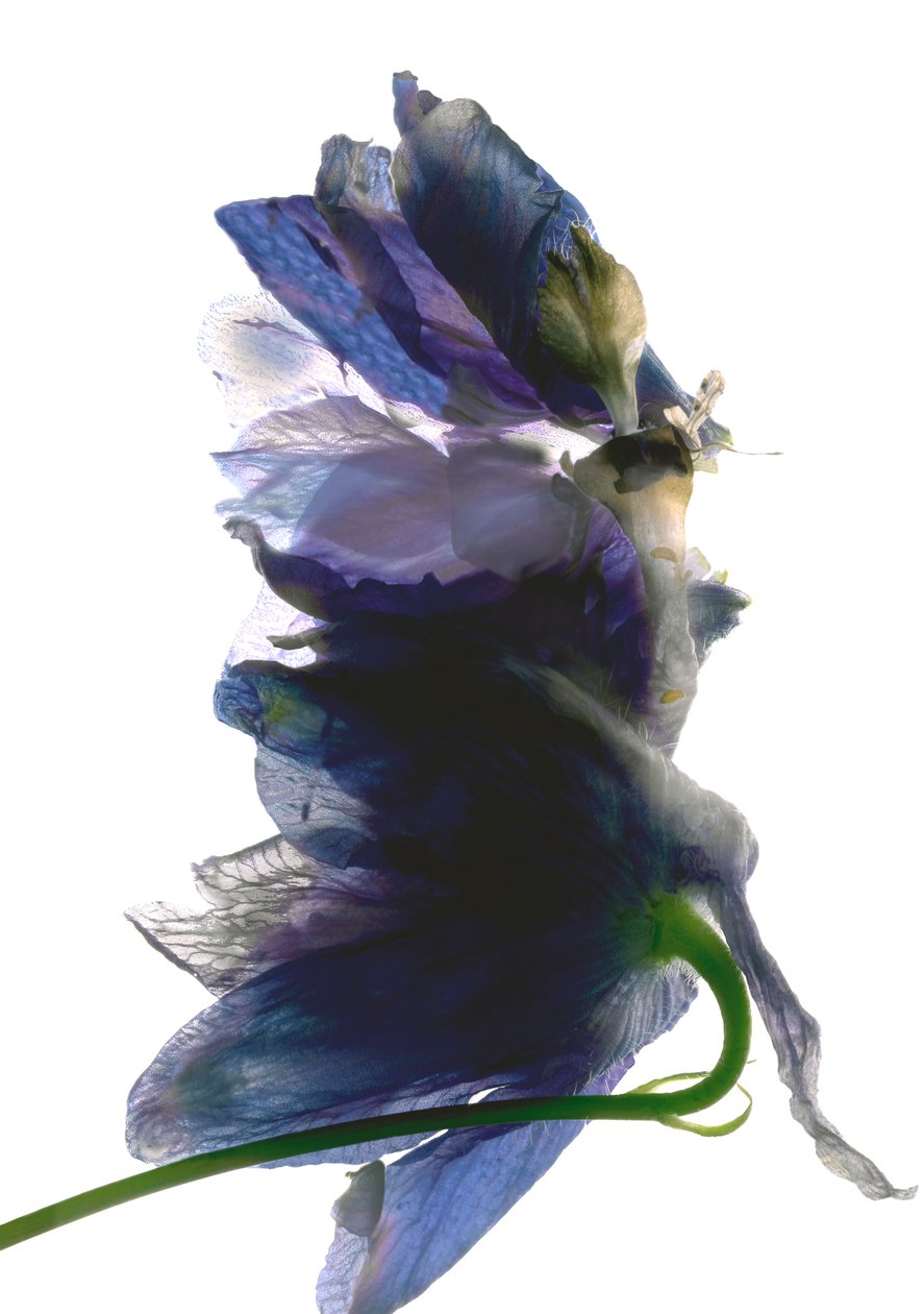 Delphinium Dance, 2009, (digitalt fotogram, digitalt originaltryck) av Julia McLemore