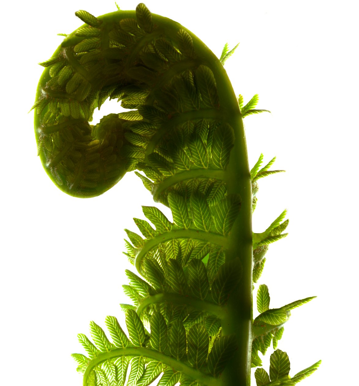 Fern Curve, 2009, (digitalt fotogram, digitalt originaltryck) av Julia McLemore