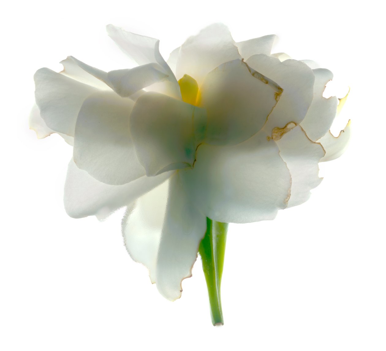 Gardenia Float, 2011, (digitalt fotogram, digitalt originaltryck) av Julia McLemore