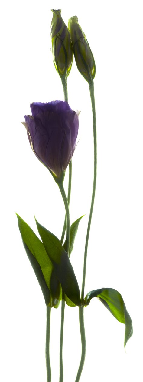 Lisianthus Duo (digitalt fotogram, digitalt originaltryck) av Julia McLemore