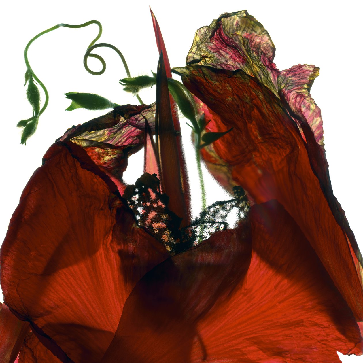 Morning Glory Canna Red (digitalt fotogram, digitalt originaltryck) av Julia McLemore