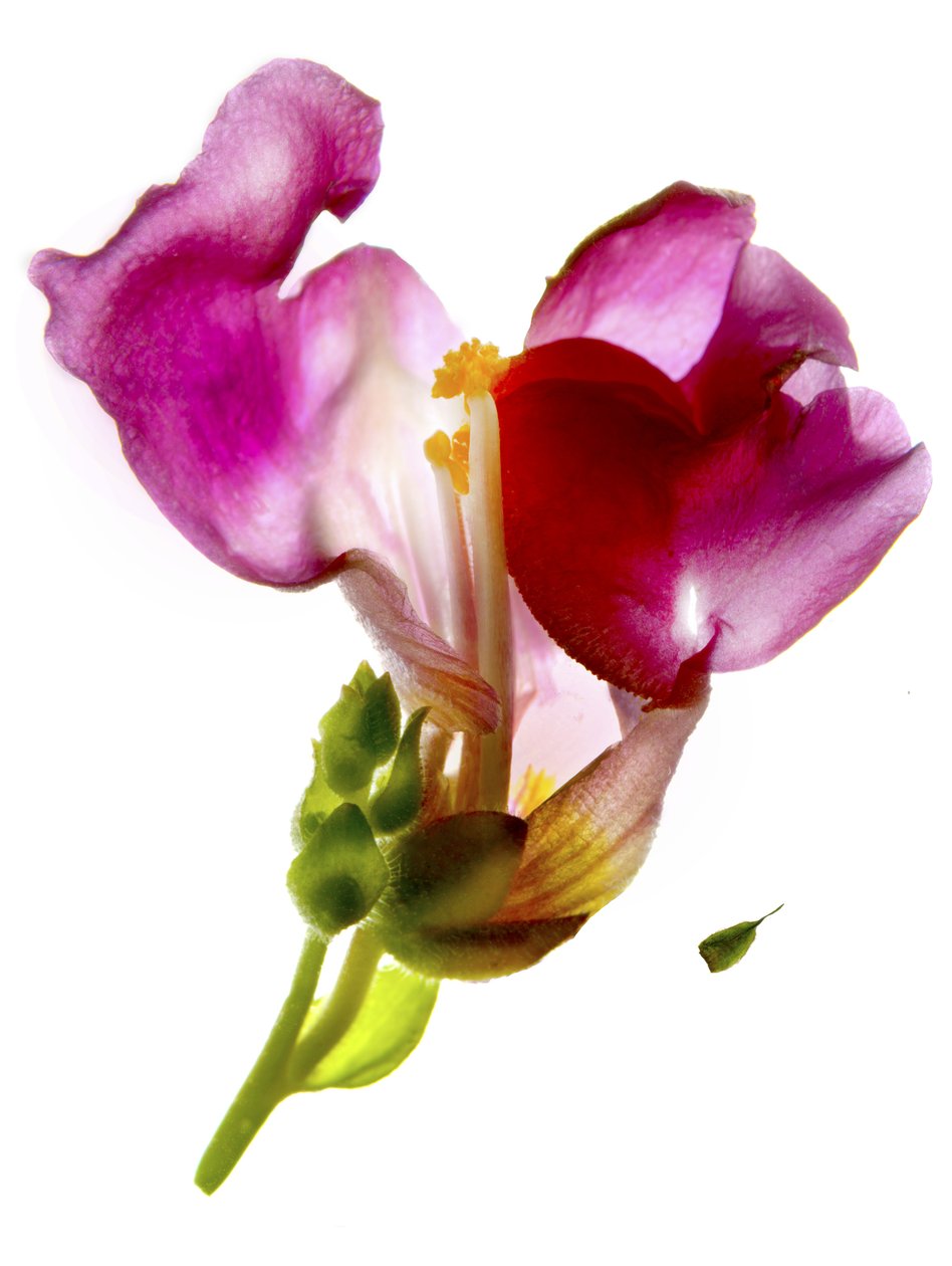 Snapdragon Pink (digitalt fotogram, digitalt originaltryck) av Julia McLemore