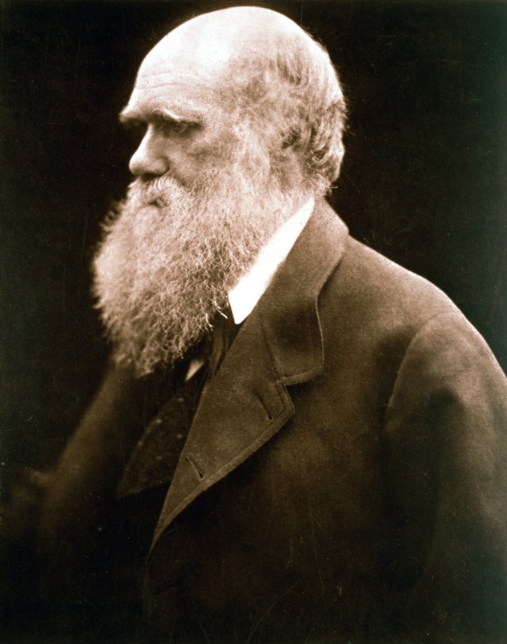 Charles Darwin, brittisk naturforskare, ca 1870-talet av Julia Margaret Cameron